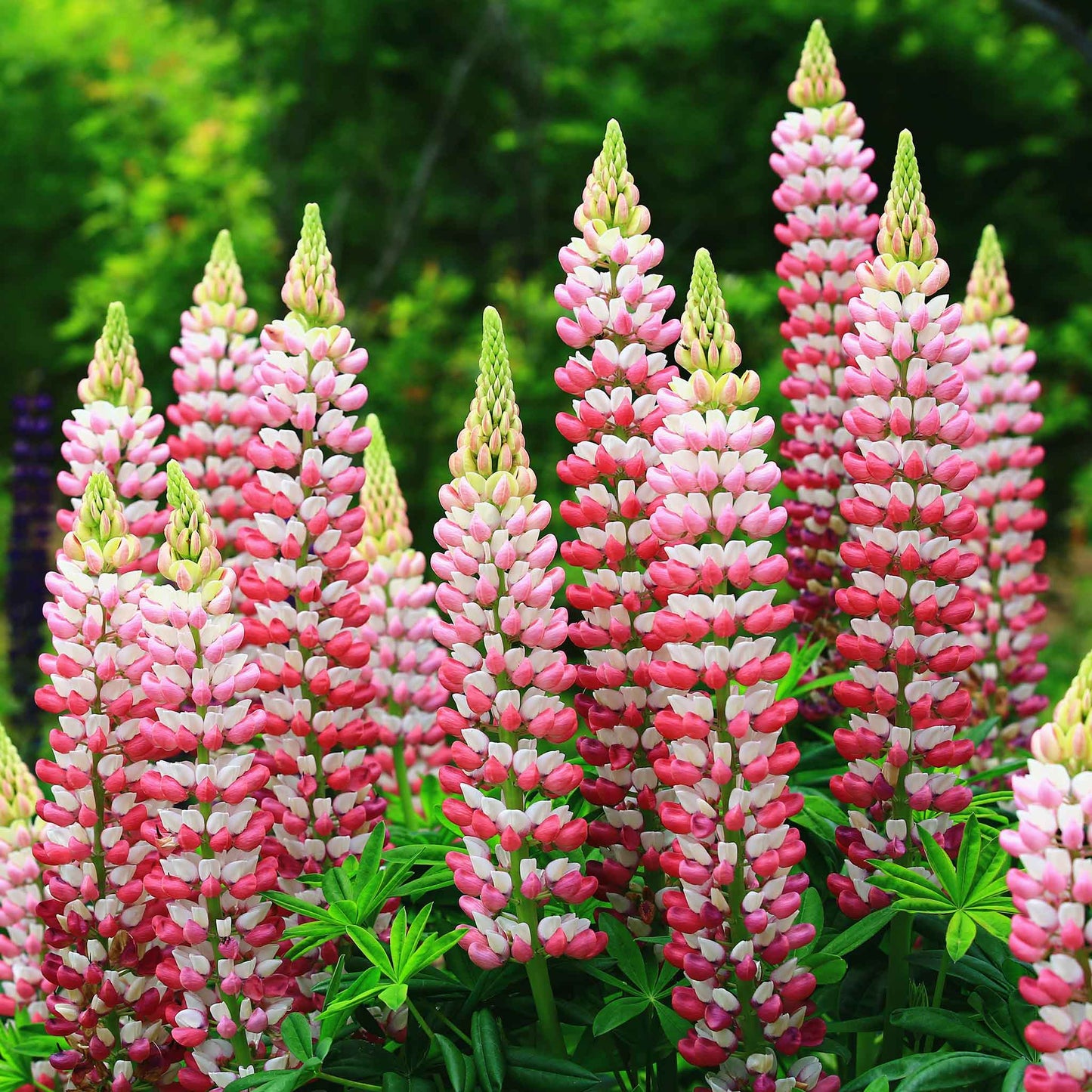 Lupine chatelaine tall pink and white spiky blooms against a bright green backdrop.