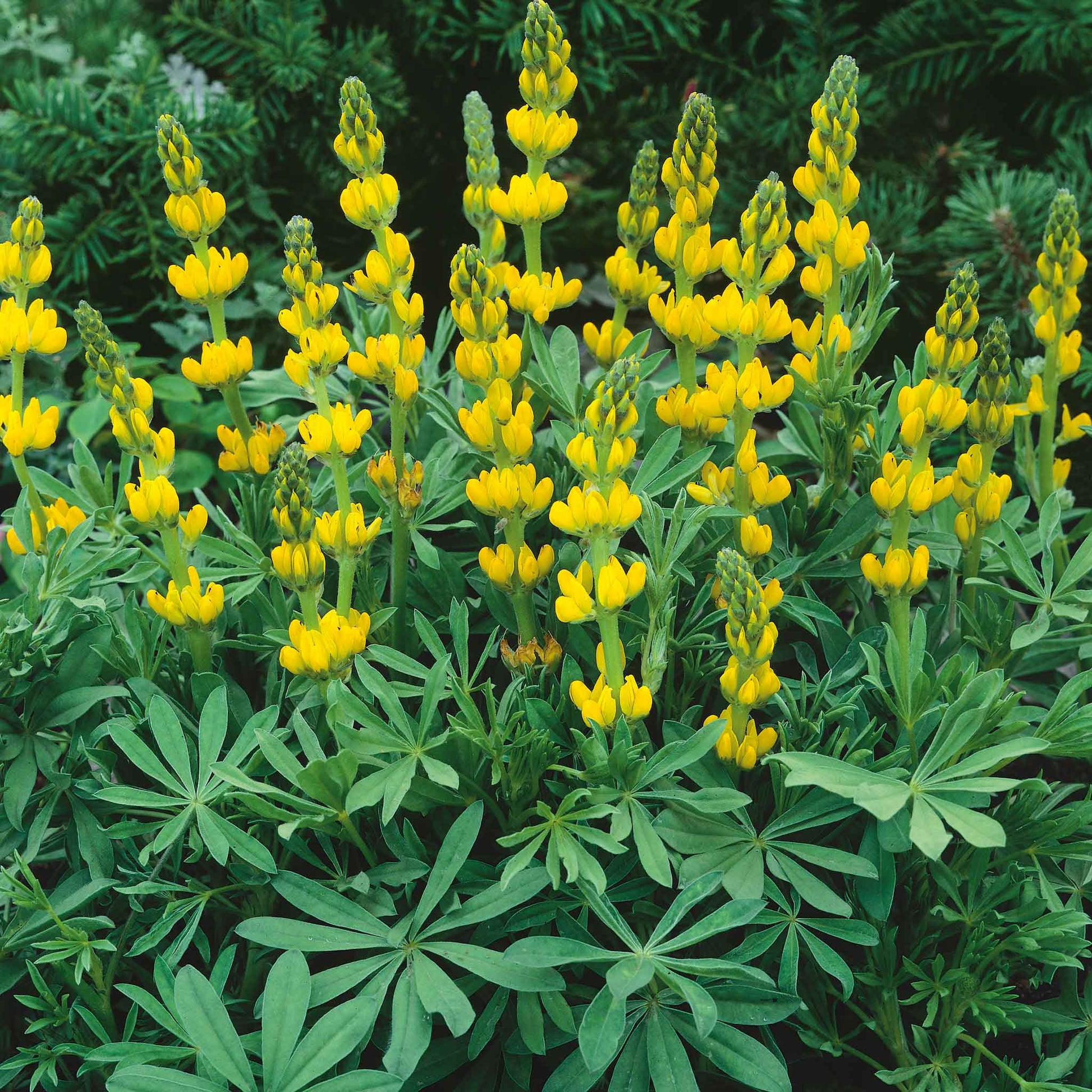 Lupine golden yellow tall golden yellow spiky blooms in a field against a clear blue sky.