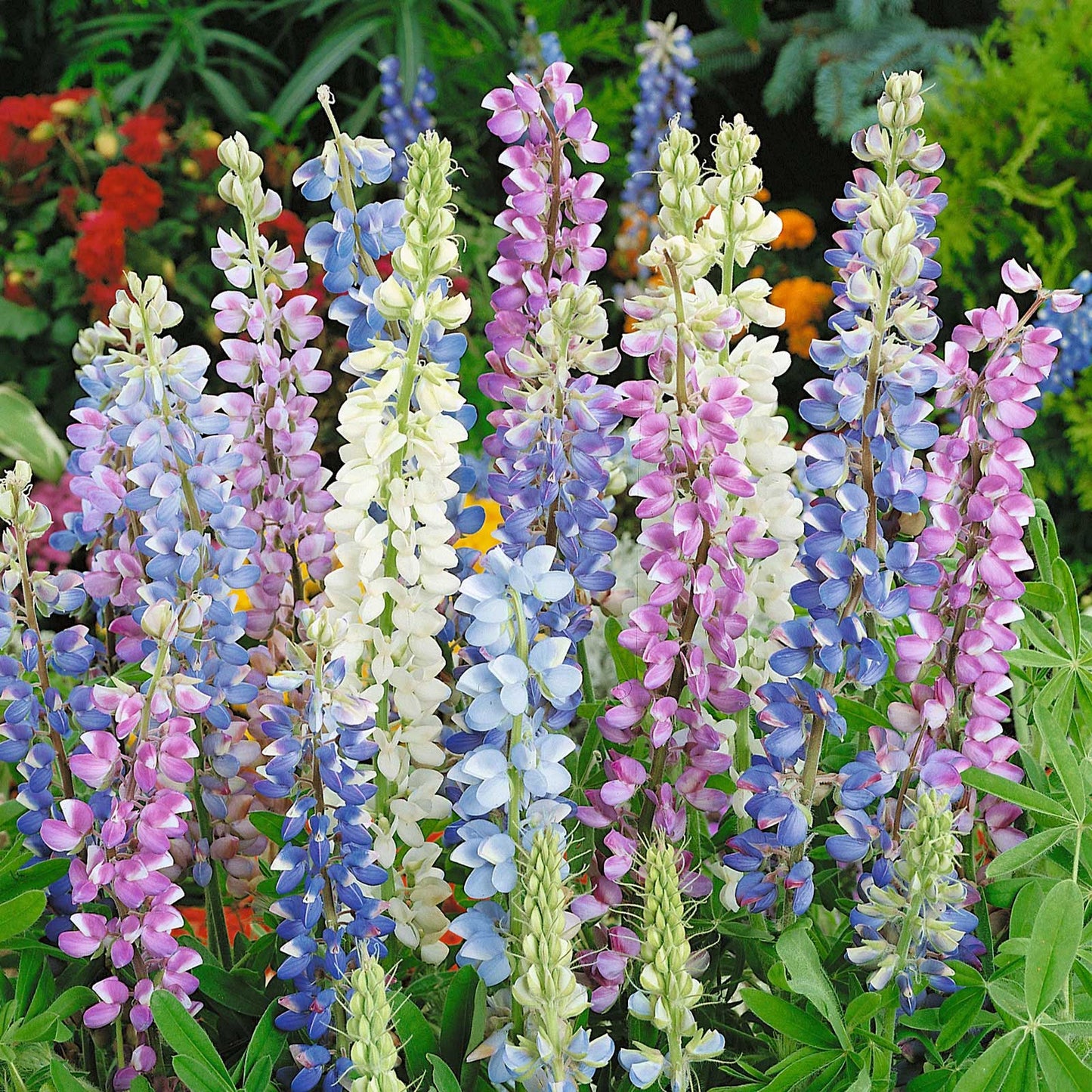 Lupine hartwegii mix pink, purple and white spiky blooms with lush green foliage.