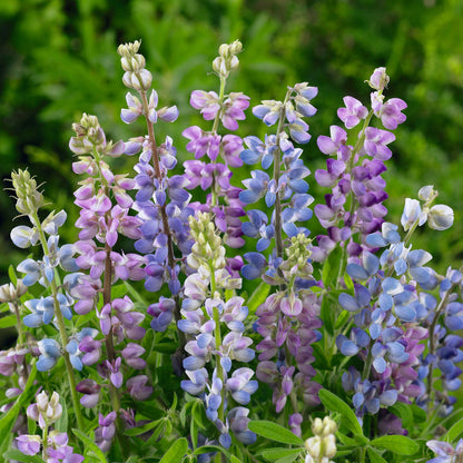 Lupine hartwegii mix pink and purple blooms standing tall in a vibrant sunny field.