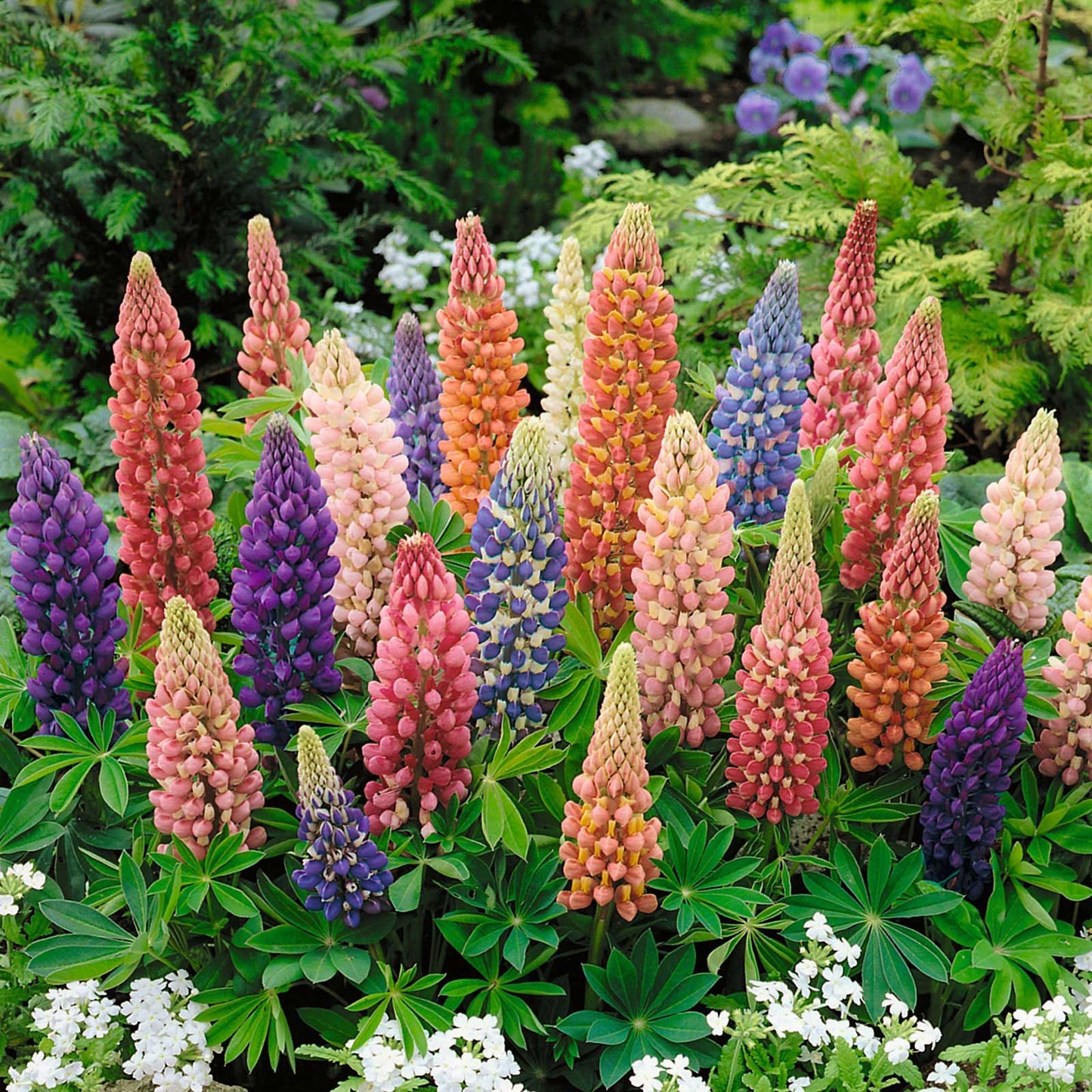 Minarette dwarf russell lupine purple and white bloom standing tall on a blurred green backdrop.