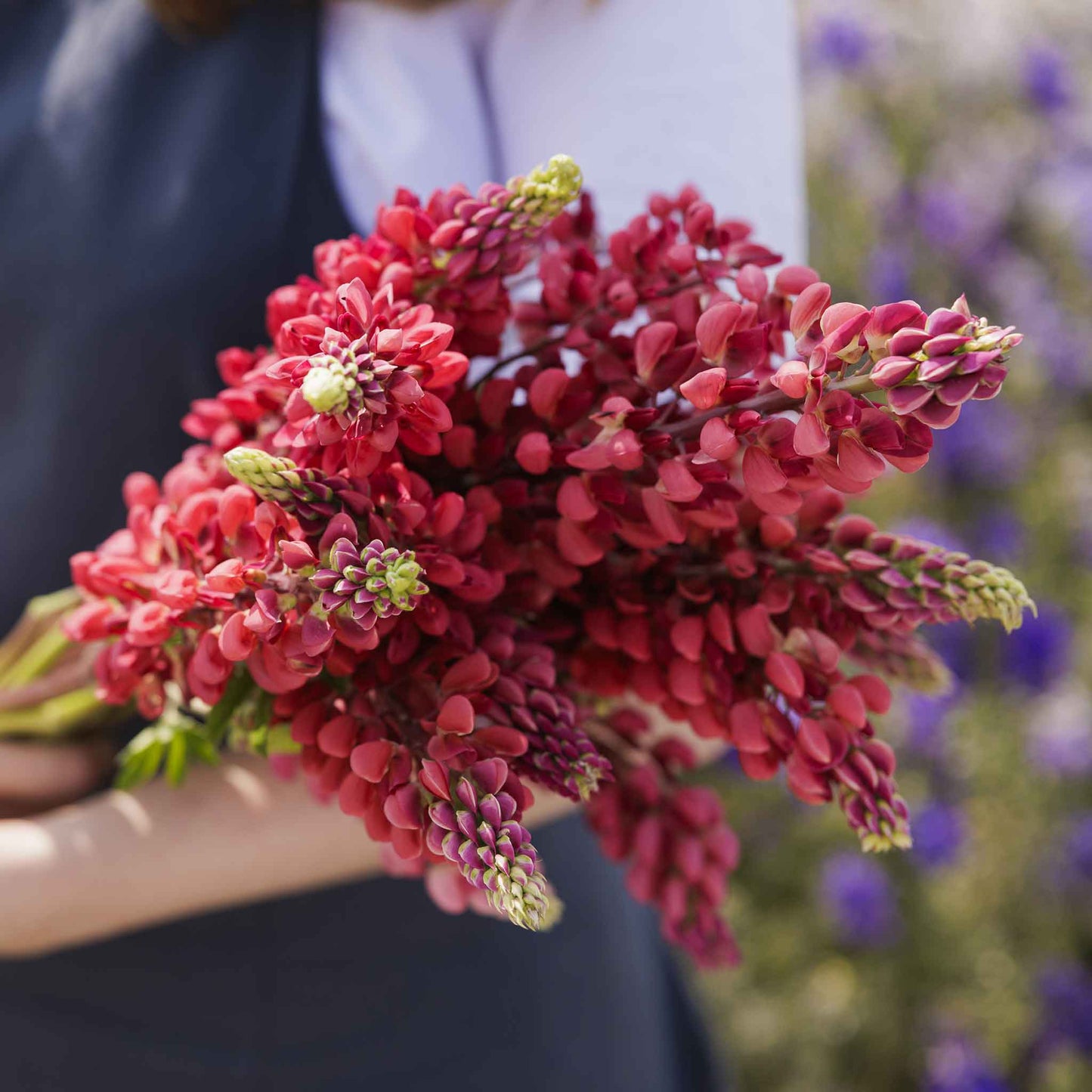 Lupine my castle person holding a bunch of deep red blooms against a clear blue sky.