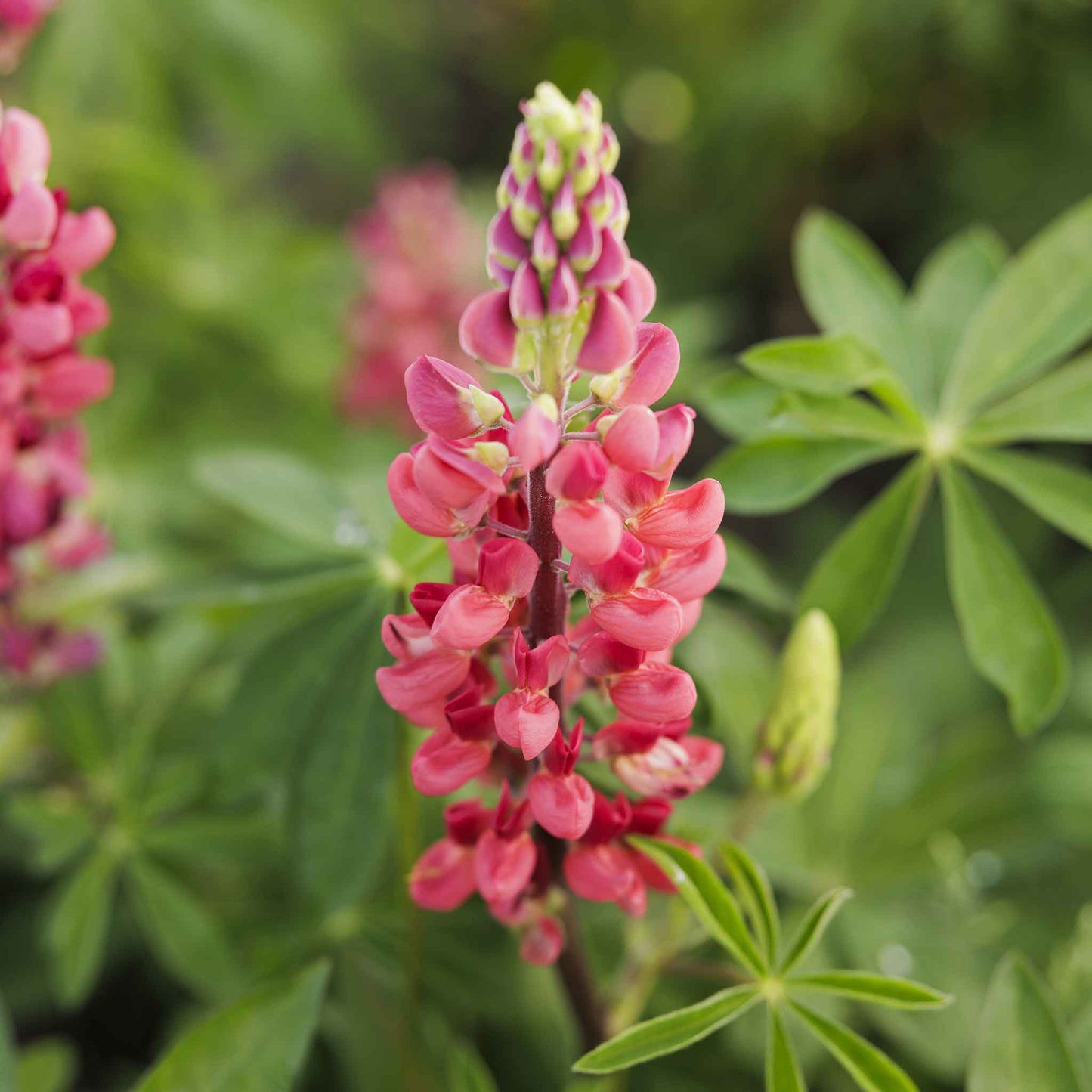 Lupine my castle vibrant pink bloom with intricate petals against a green backdrop.