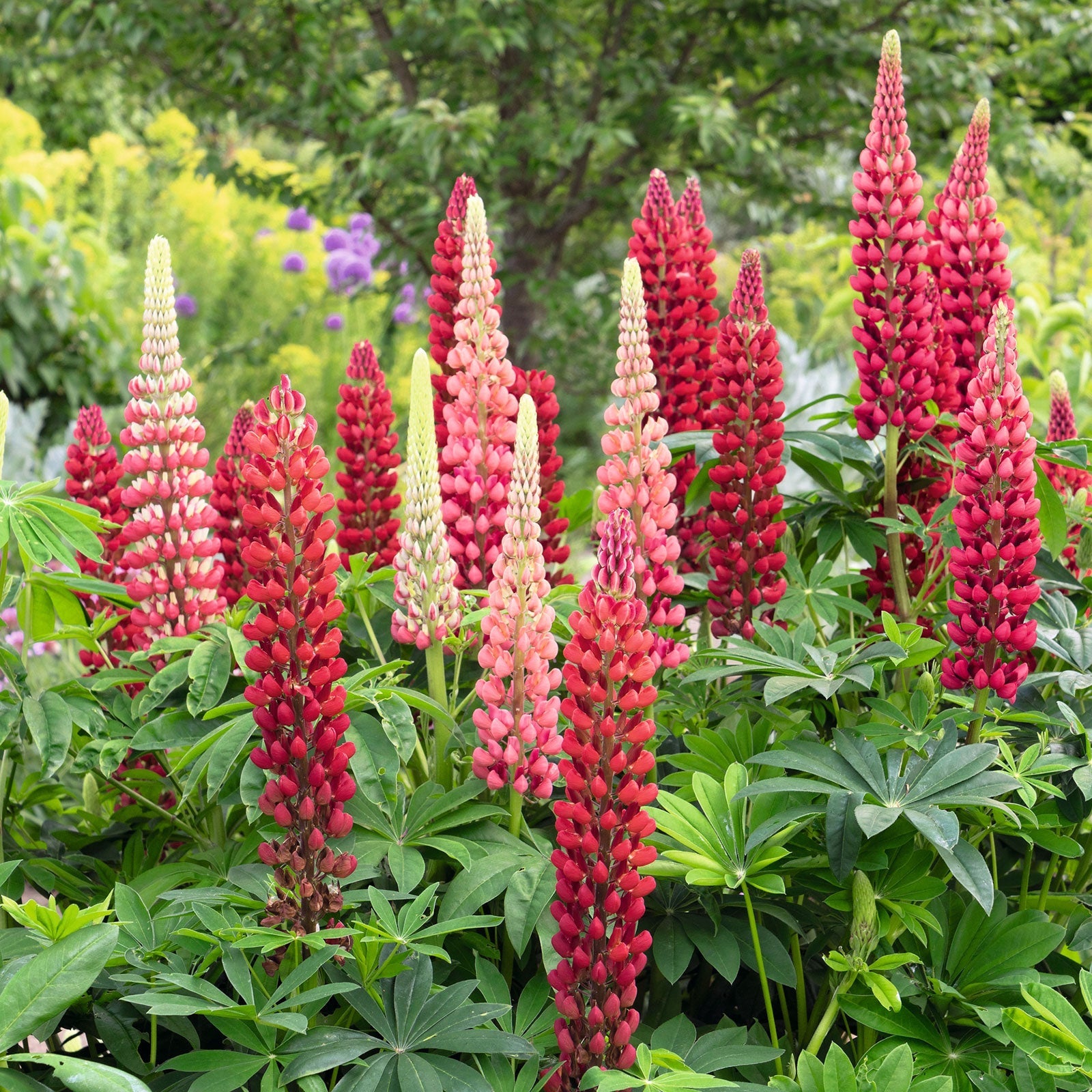 My castle russell lupine deep red spiky blooms with green foliage in a garden.