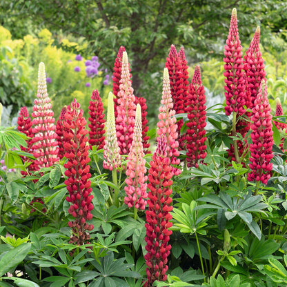 My castle russell lupine deep red spiky blooms with green foliage in a garden.
