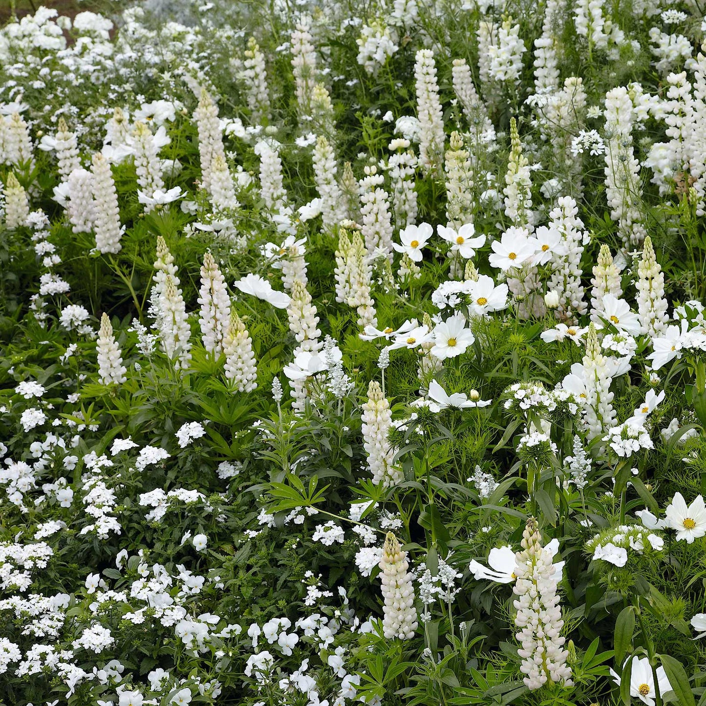 Noble maiden russell lupine pink and purple spiky blooms with green leaves in a garden.