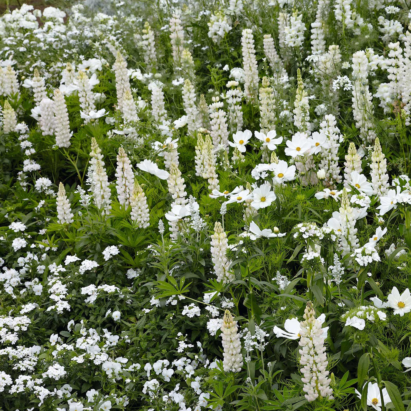 Noble maiden russell lupine pink and purple spiky blooms with green leaves in a garden.