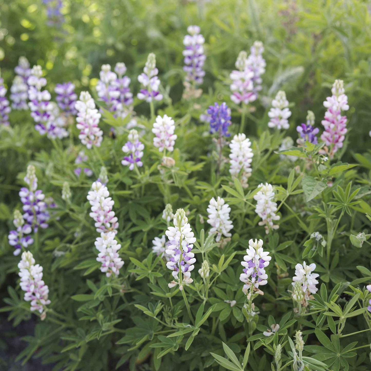 Lupine pixie mix soft purple and pink blooms with green foliage on a blurred backdrop.