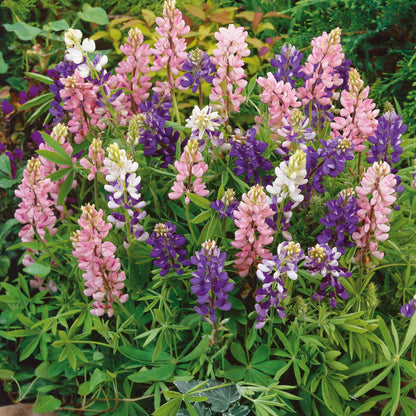 Lupine pixie pink, yellow and purple mixed blooms in a lush green garden setting.