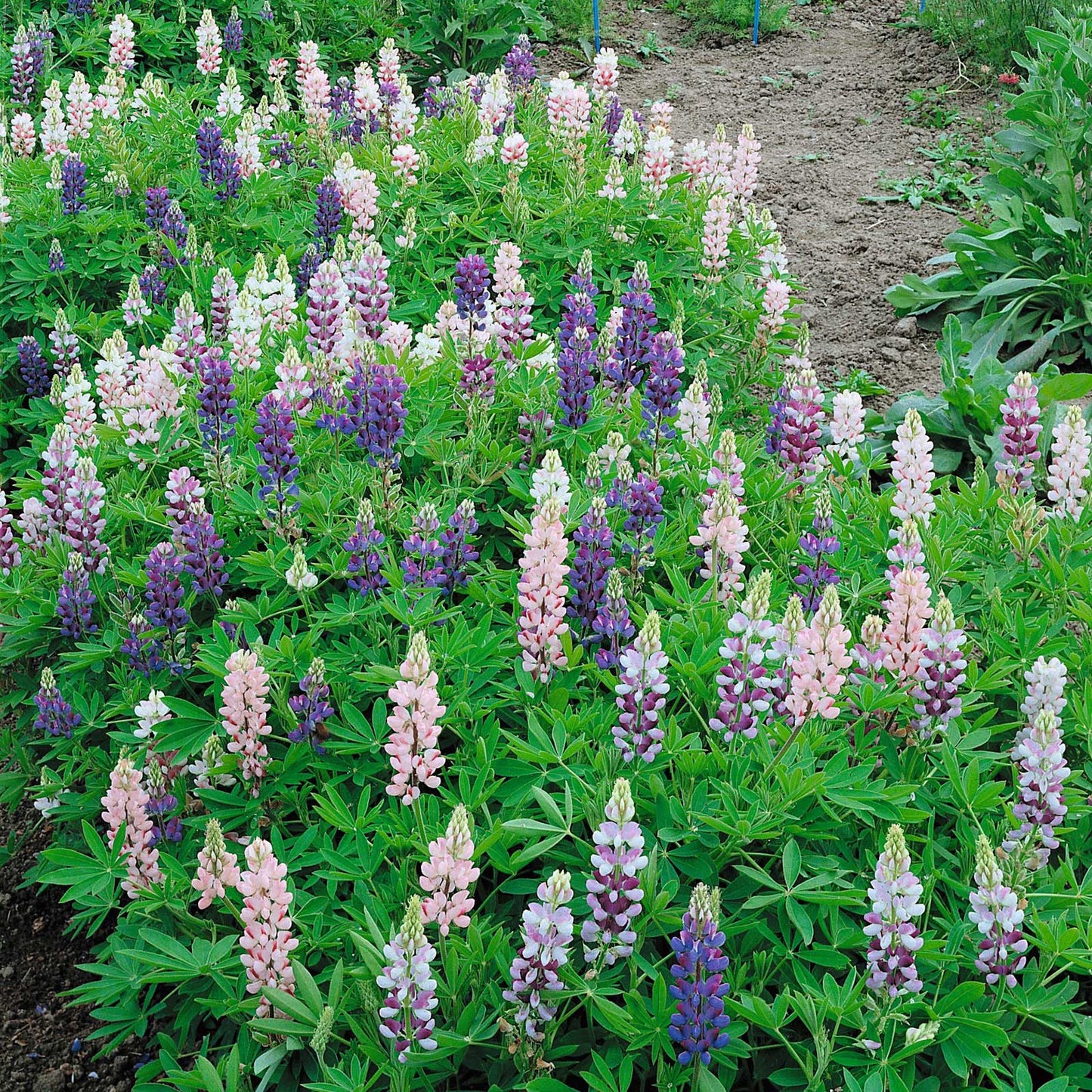 Dwarf lupine purple and white spiky blooms with lush green leaves in a garden.