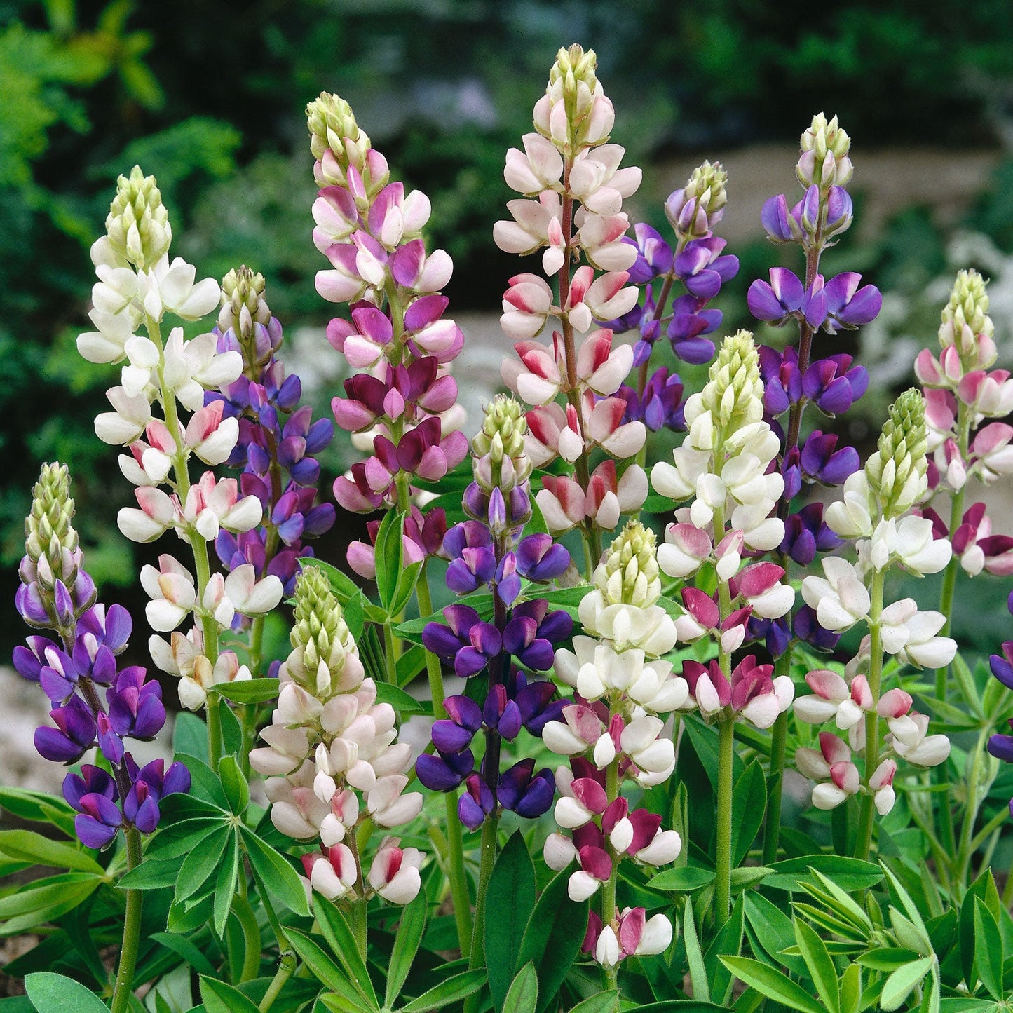 Dwarf lupine pixie pink, purple and yellow spiky blooms on green stems in a garden.