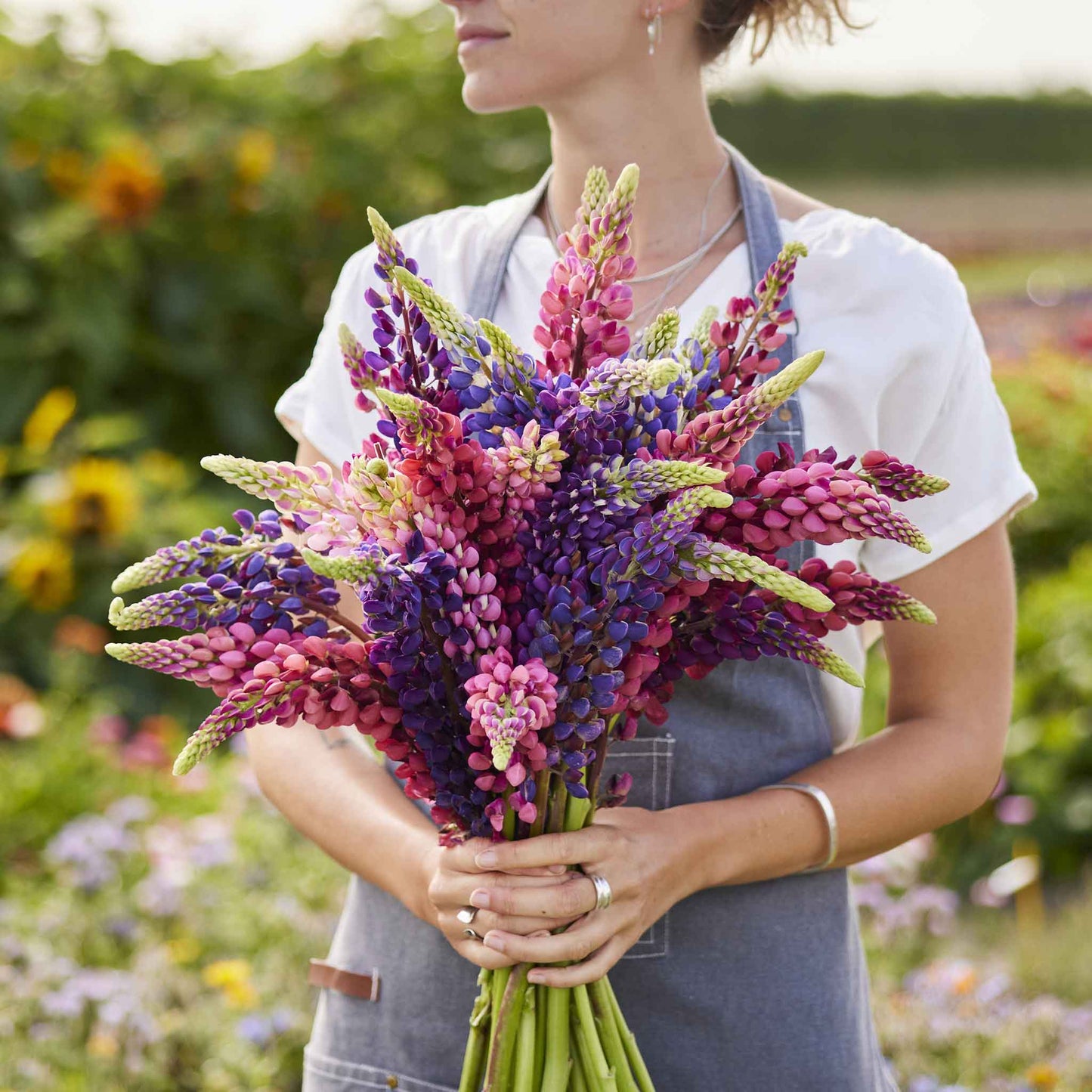 Russell lupine person holding a large bunch of multicolored blooms in a sunny garden.