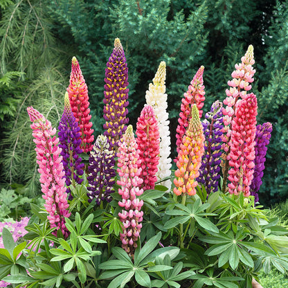 Russell lupine tall spiky blooms in mixed colors against a bright green garden backdrop.