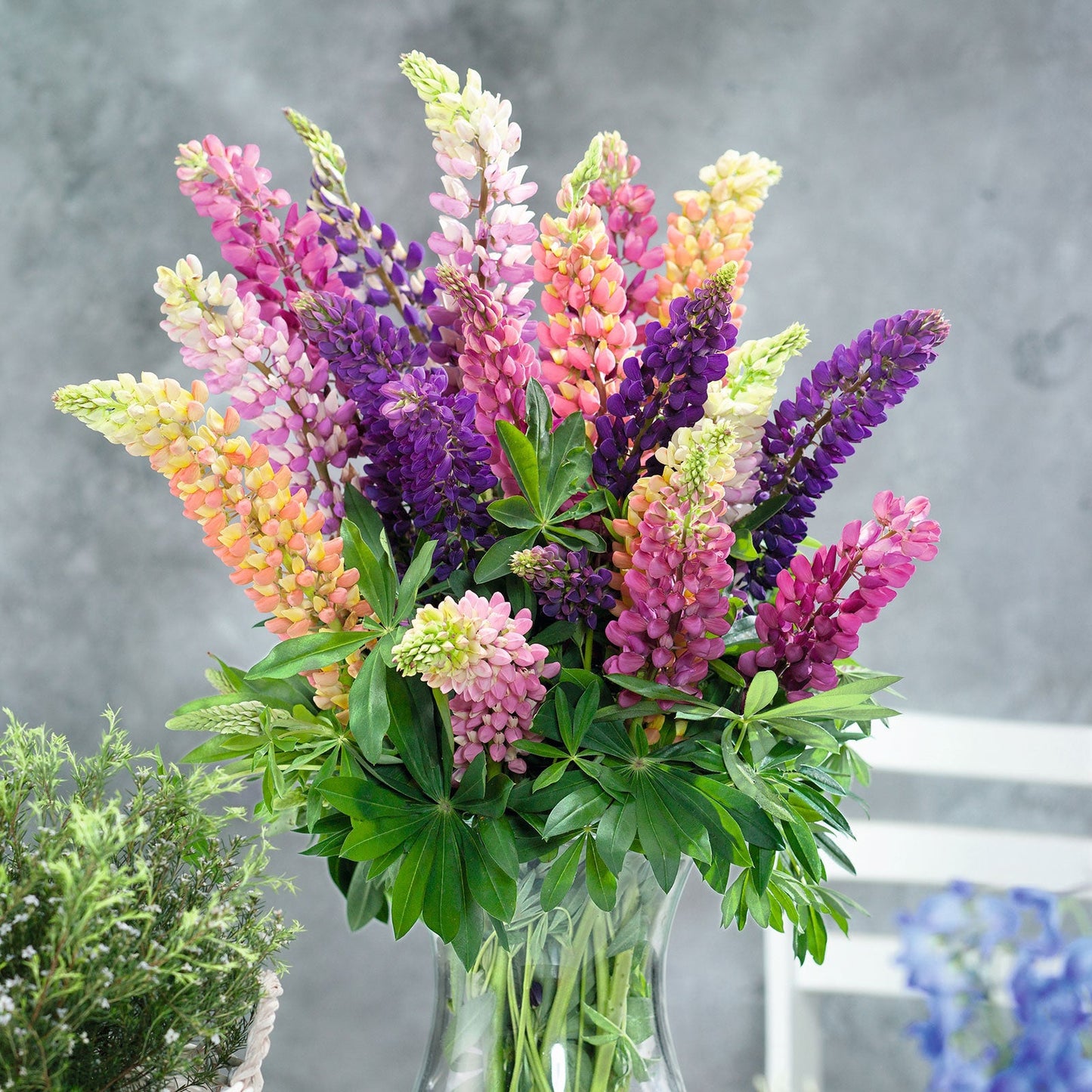 Russell lupine tall purple and white spiky bloom against a soft blurred green background.