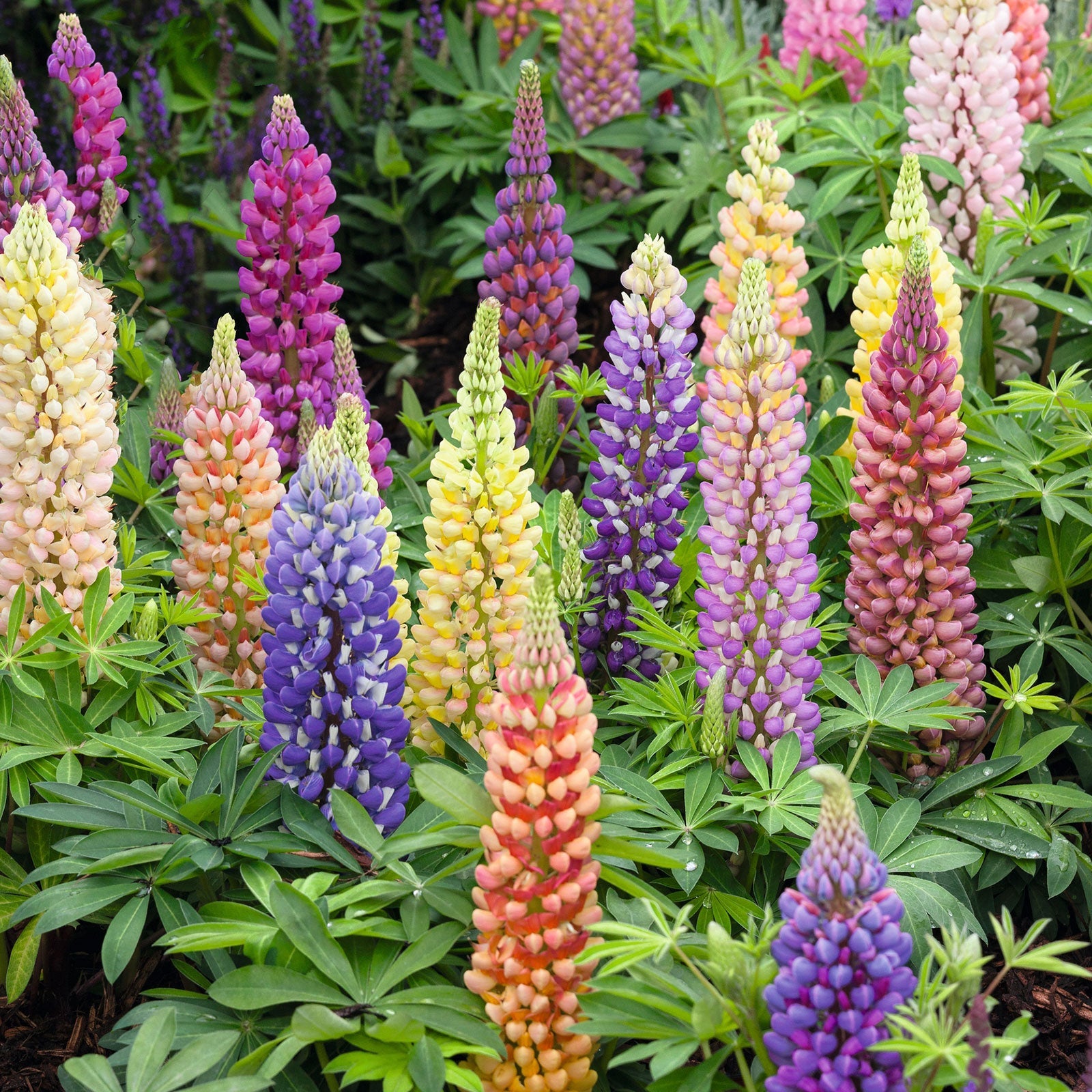 Russell lupine multicolored spiky blooms on green stems in a sunny garden setting.