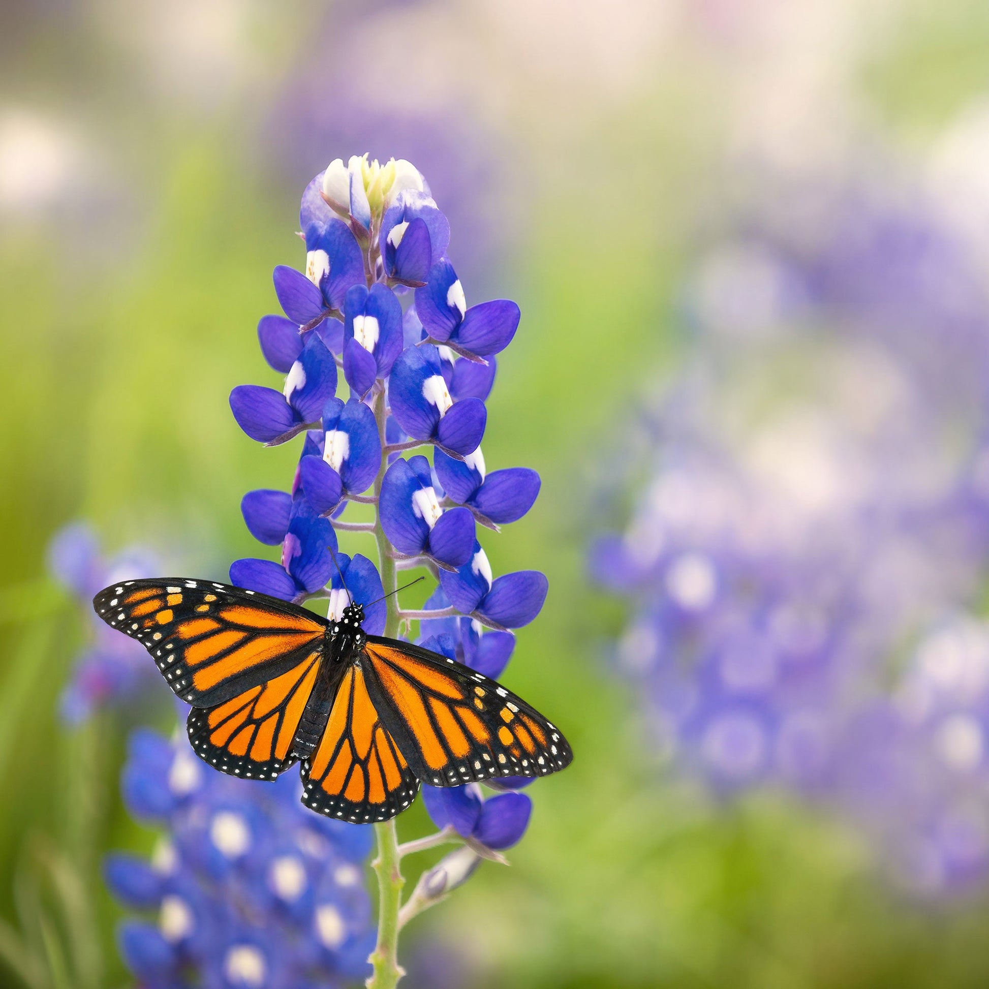 Texas bluebonnet bright blue blooms with a monarch butterfly against a soft purple backdrop.