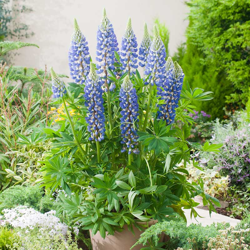 Lupine the governor blue and white bicolor blooms standing tall in a vibrant field. | copyright: Floramedia UK Ltd