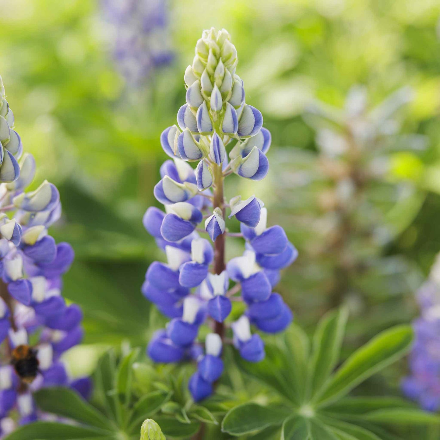 Lupine the governor bold red and white bloom standing tall against a green background.