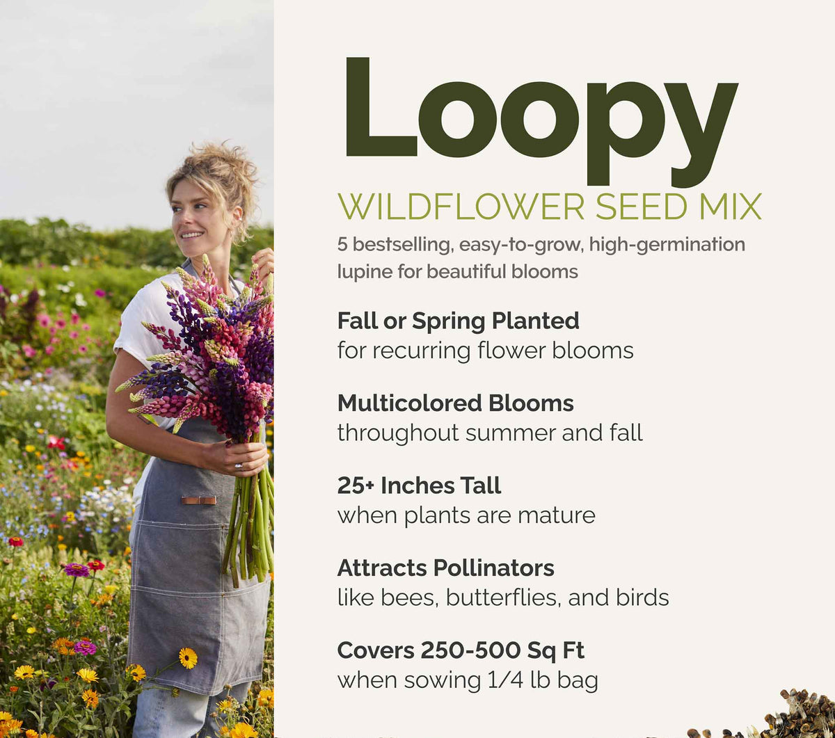 A visual overview of the wildflower seed mix, showcasing expected floral blooms.
