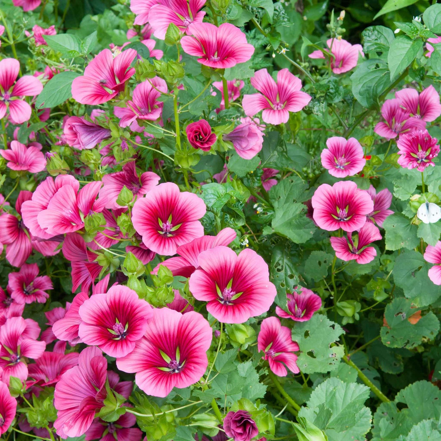 Malop vulcan bright pink blooms with dark centers clustered together on a green backdrop.