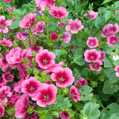 Malop vulcan bright pink blooms with dark centers clustered together on a green backdrop.
