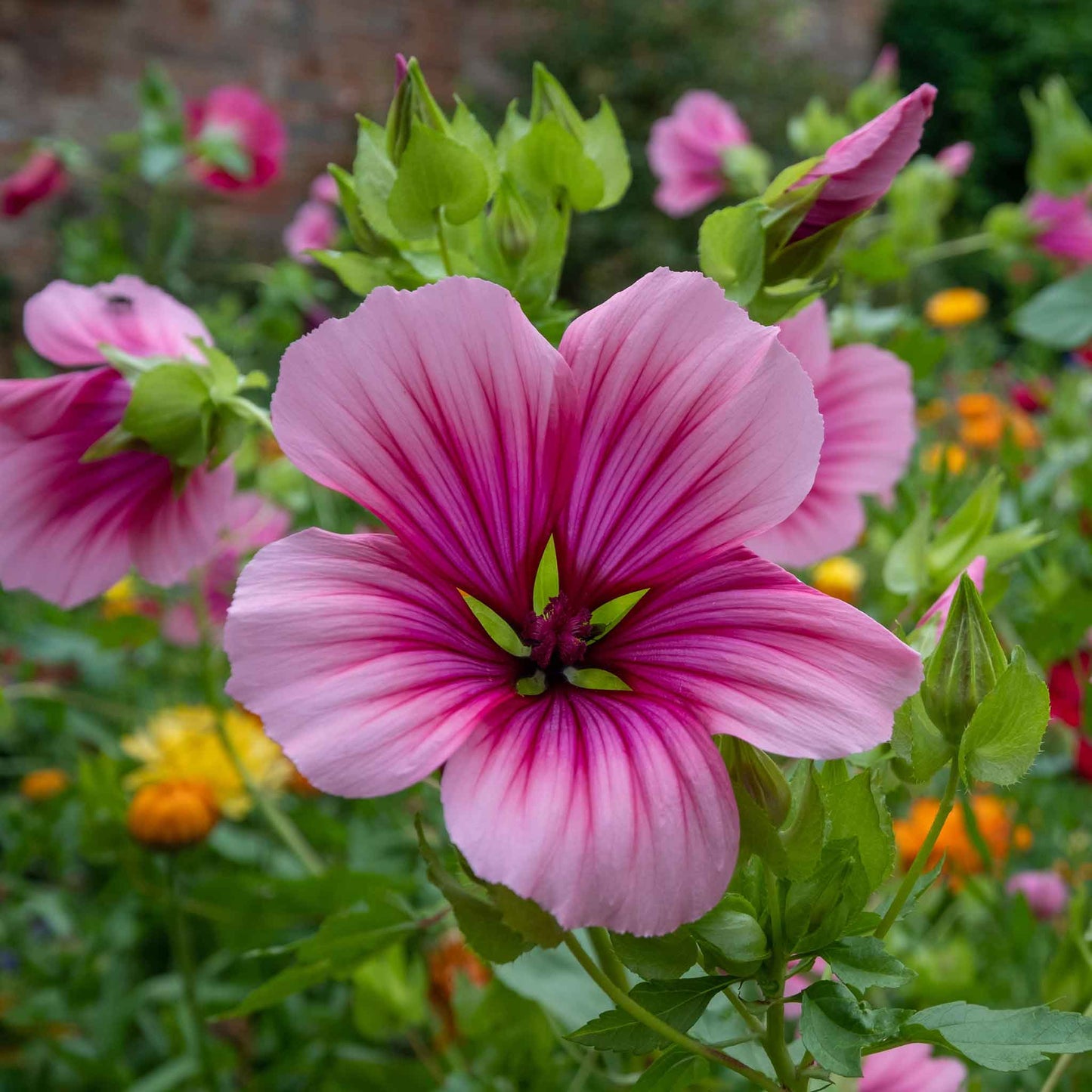 Malop vulcan single deep pink bloom with dark veined petals against a blurred green background.