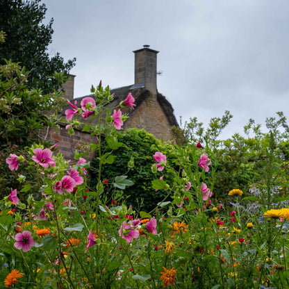Malop vulcan pink and red blooms in a cottage garden with a stone building in the background.