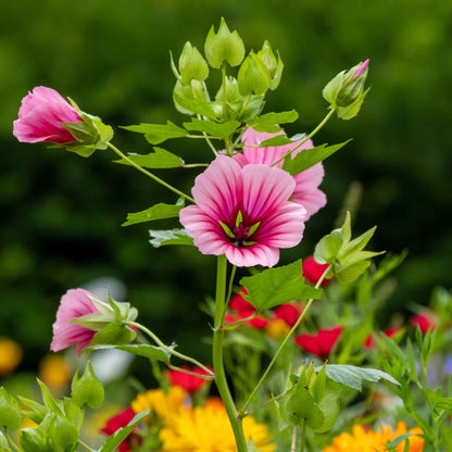 Malop vulcan bright pink bloom with a yellow center among mixed colorful flowers in a garden