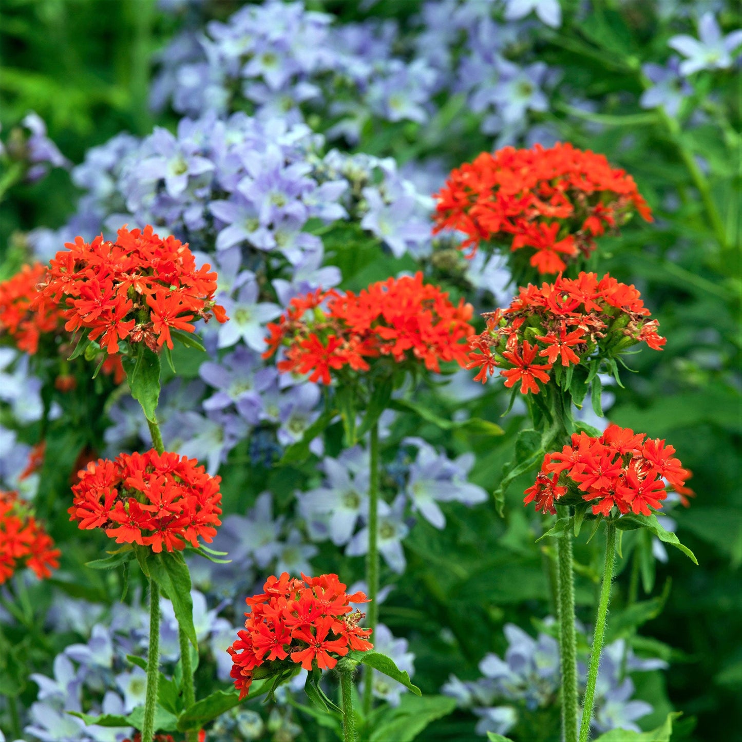 Maltese cross vivid red flower clusters with notched petals and blue flowers in the background.