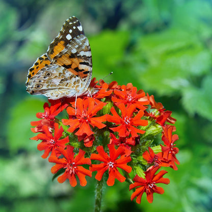 Maltese cross bright red blooms with a butterfly visitor against a soft green backdrop.