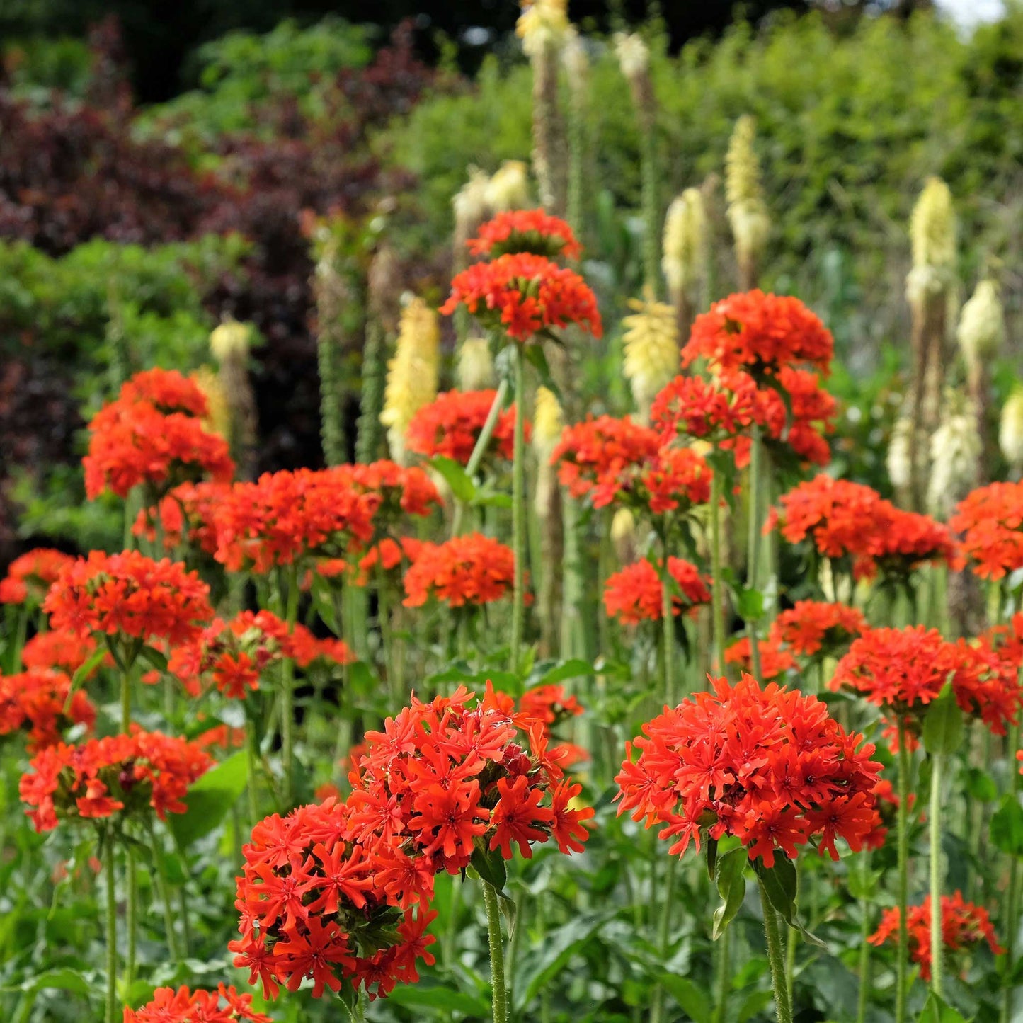 Maltese cross dense red flower clusters in a garden with tall green stems in the background.