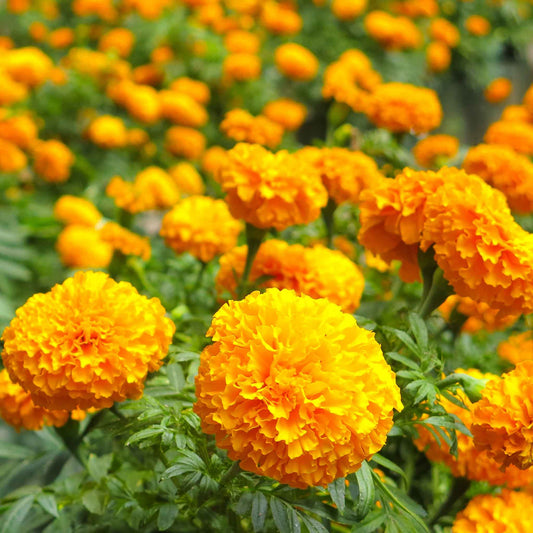 Marigold african smiles dense orange blooms massed together in a sunny garden border.