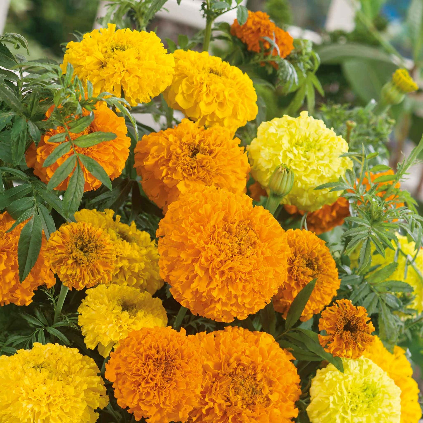 Marigold sugar and spice mixed yellow, orange and red blooms in a dense sunny garden.