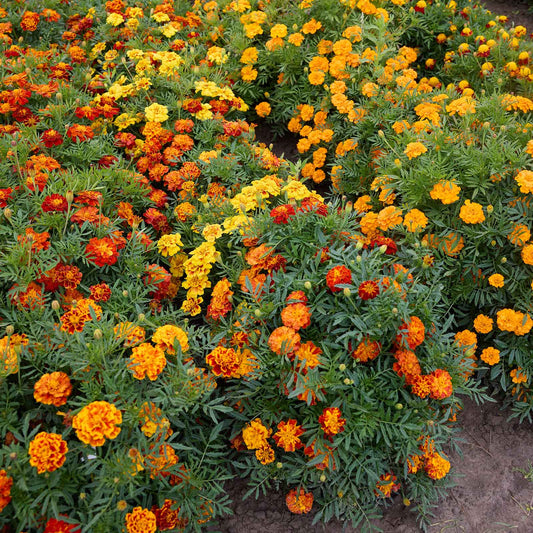 French Marigold Brocade Mix growing outdoors, showing orange, red and yellow coloring, mature blooms, and garden foliage.