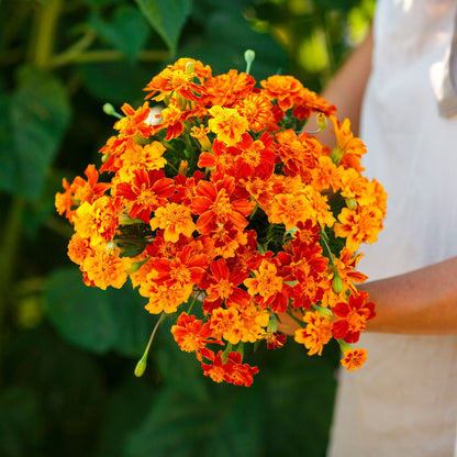 A close-up of a vibrant Brocade marigold flower with orange and yellow petals, showcasing its intricate details.