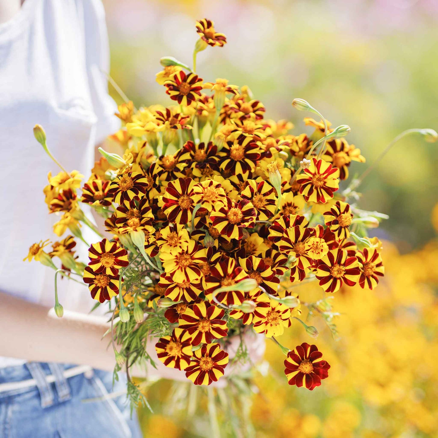 Marigold court jester bright orange and yellow blooms with green foliage in a garden.