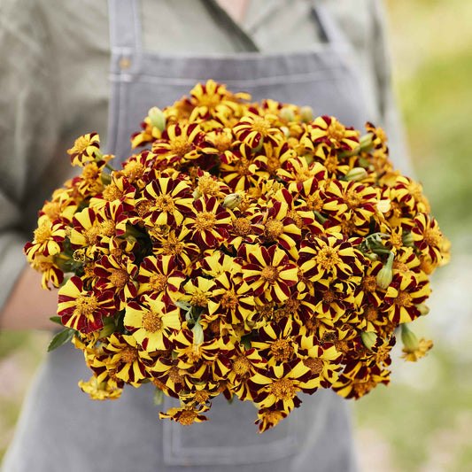 French Marigold Court Jester growing outdoors, showing green, orange and yellow coloring, mature blooms, and garden foliage.