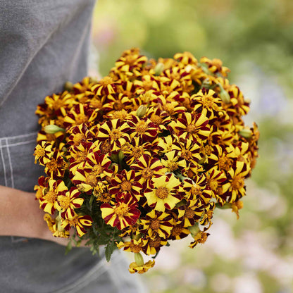 Marigold court jester vibrant orange blooms with green foliage in a sunny garden border.