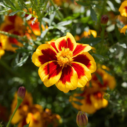 Close-up of a Dainty Marietta  marigold flower with green leaves in the background.