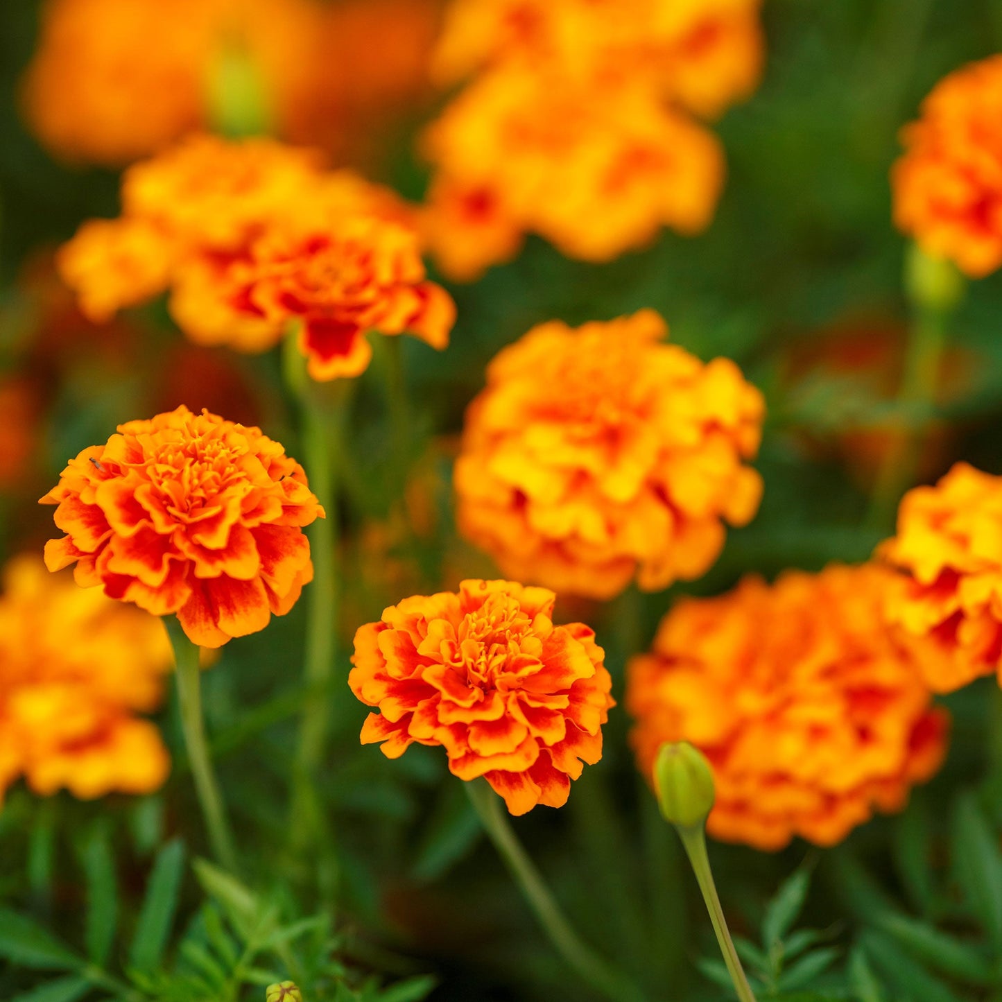 French marigold fiesta orange and red petals with a yellow center on a blurred backdrop.