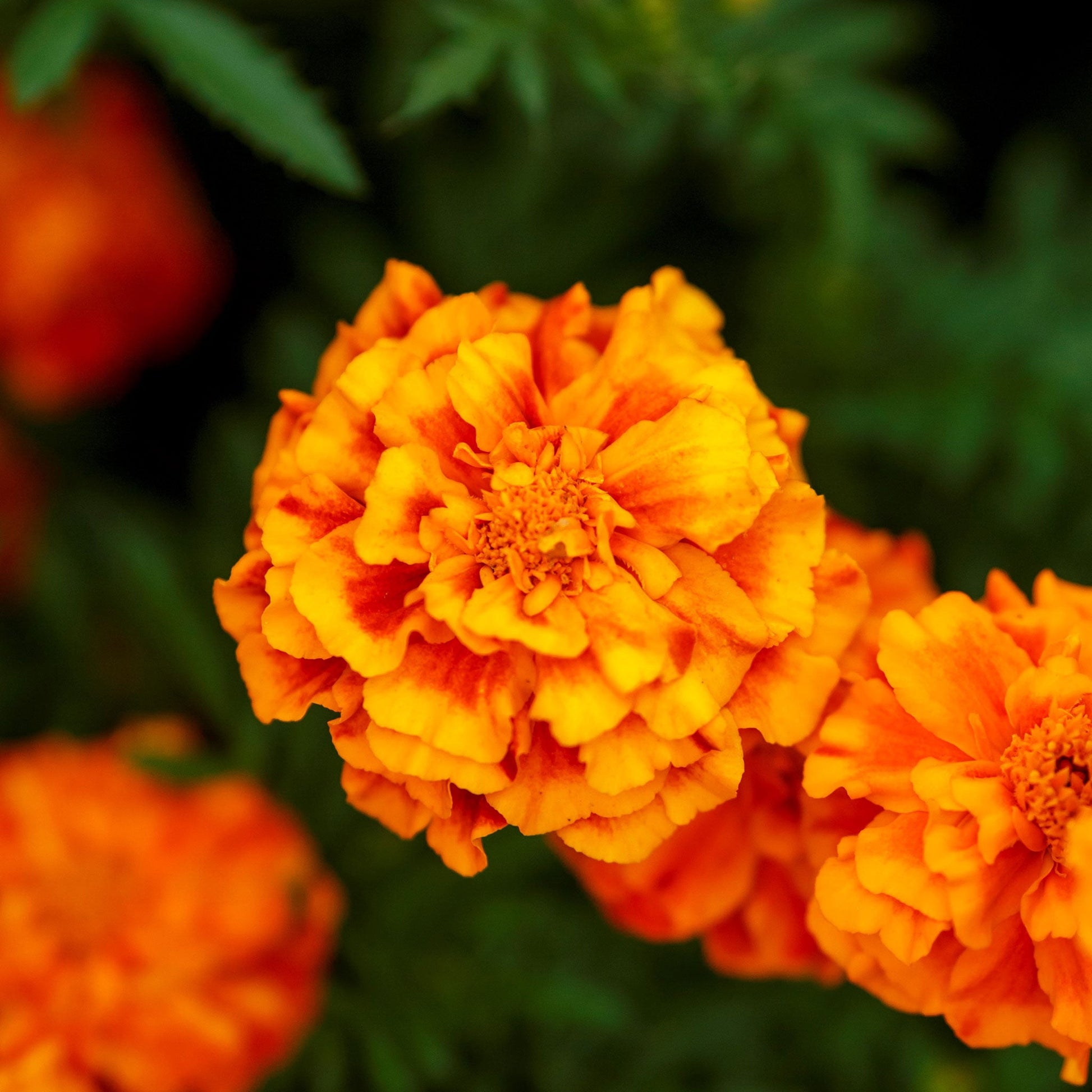 French marigold fiesta vibrant orange blooms with green foliage in a garden setting.