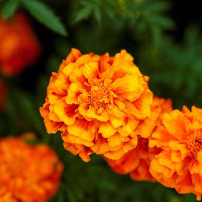 French marigold fiesta vibrant orange blooms with green foliage in a garden setting.