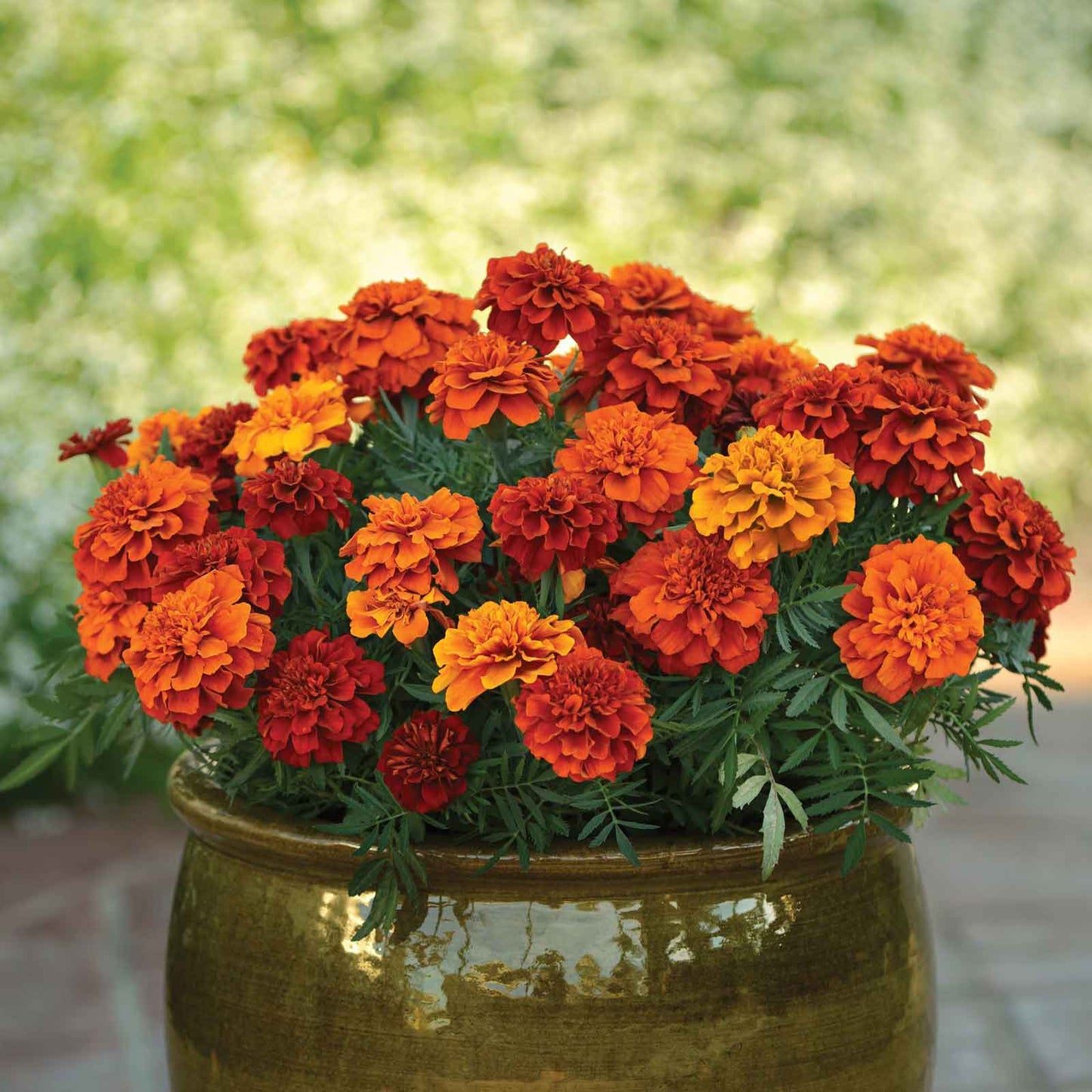 A pot of Fireball French Marigold flowers with vibrant orange and red blooms.