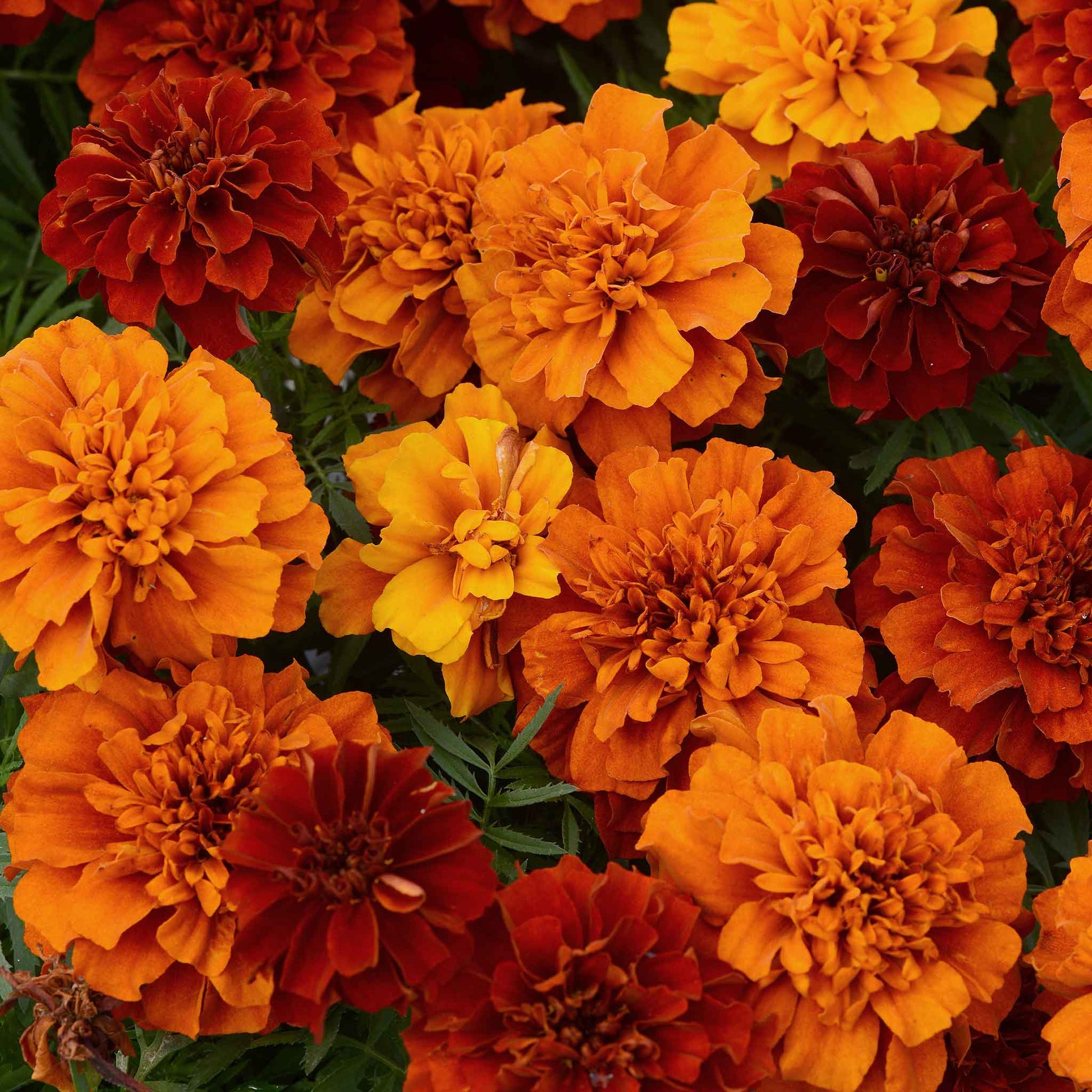 A close up of red and orange fireball marigold flowers growing in a bush.