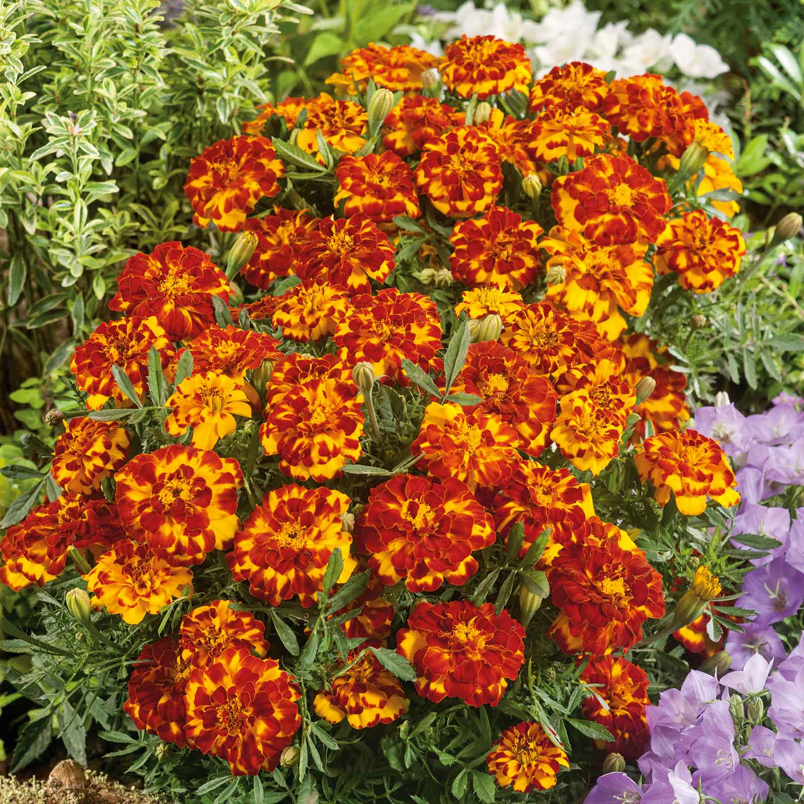 Marigold bolero orange and yellow bicolor blooms with green foliage in a garden setting.