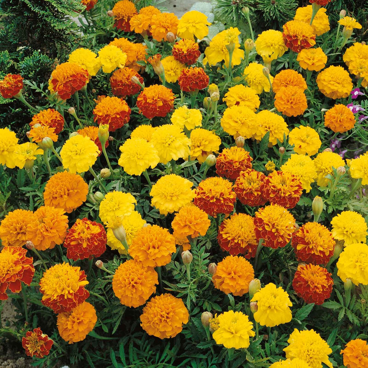 Marigold petite mix dense bed of yellow, orange and red dwarf blooms in a sunny garden.
