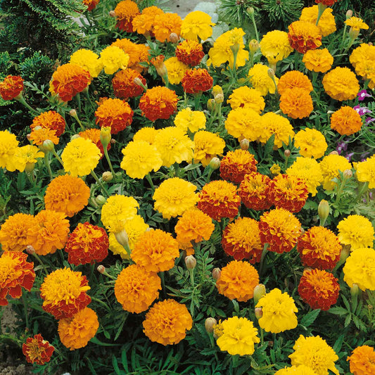 Marigold petite mix dense bed of yellow, orange and red dwarf blooms in a sunny garden.