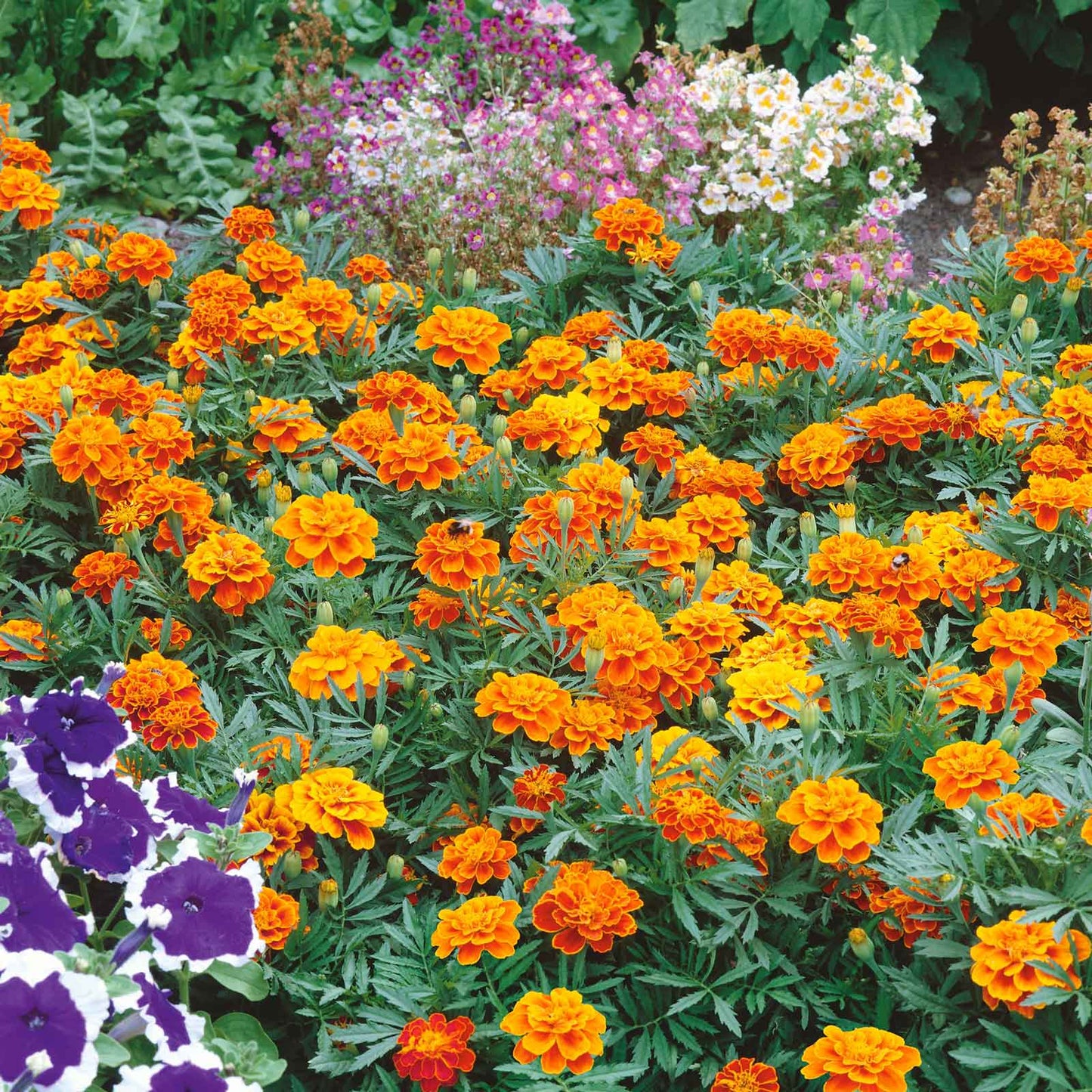 Marigold queen sophia ruffled orange and yellow bloom with layered petals on a green backdrop.