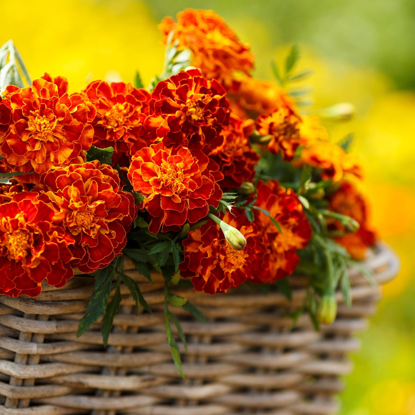 Harmony french marigold vibrant orange and red bloom on a soft blurred green background.