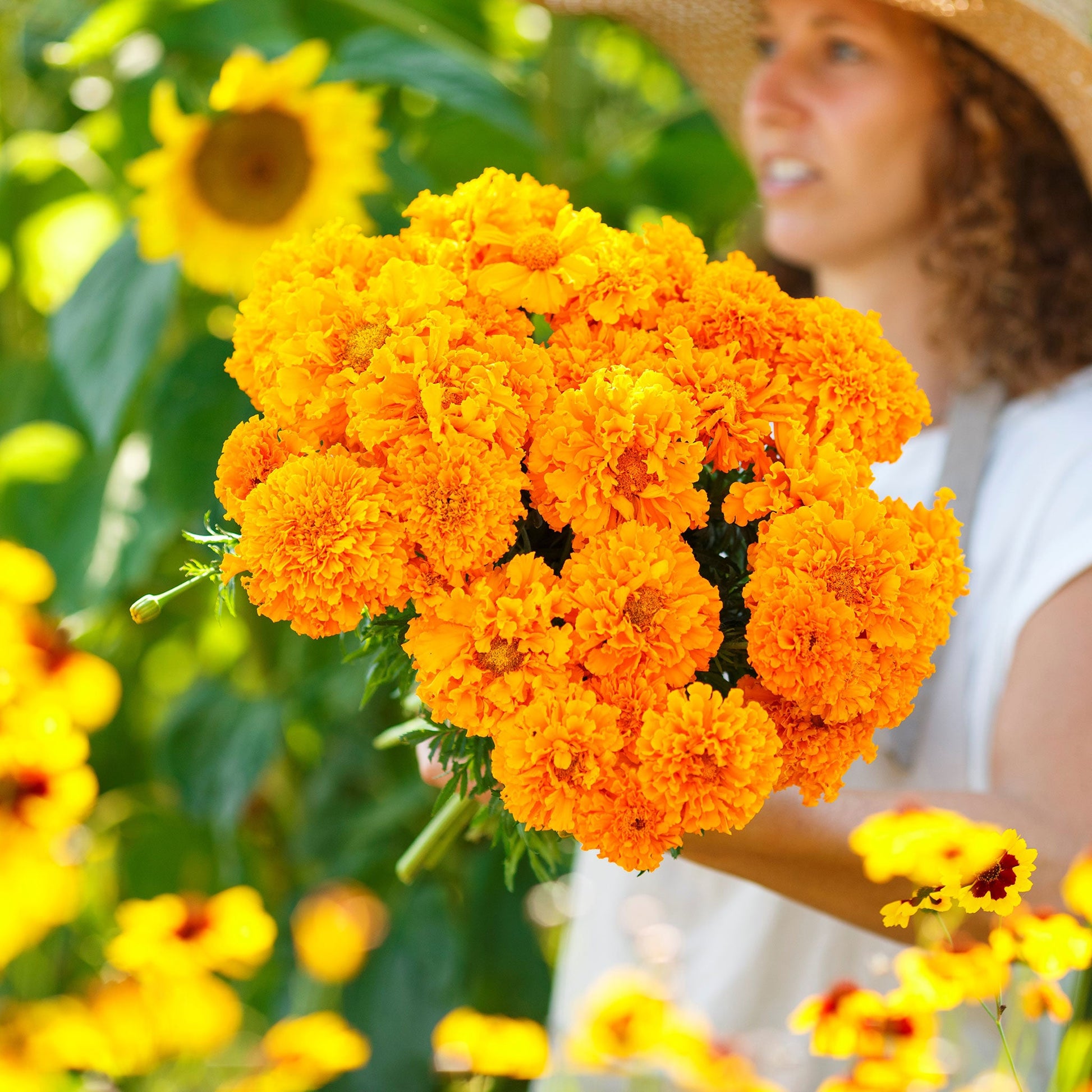 African marigold hawaii vibrant orange bloom with ruffled petals on a soft green backdrop.